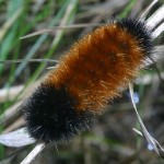 WoolyBear-758946