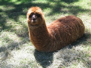Giant Woolly Bear